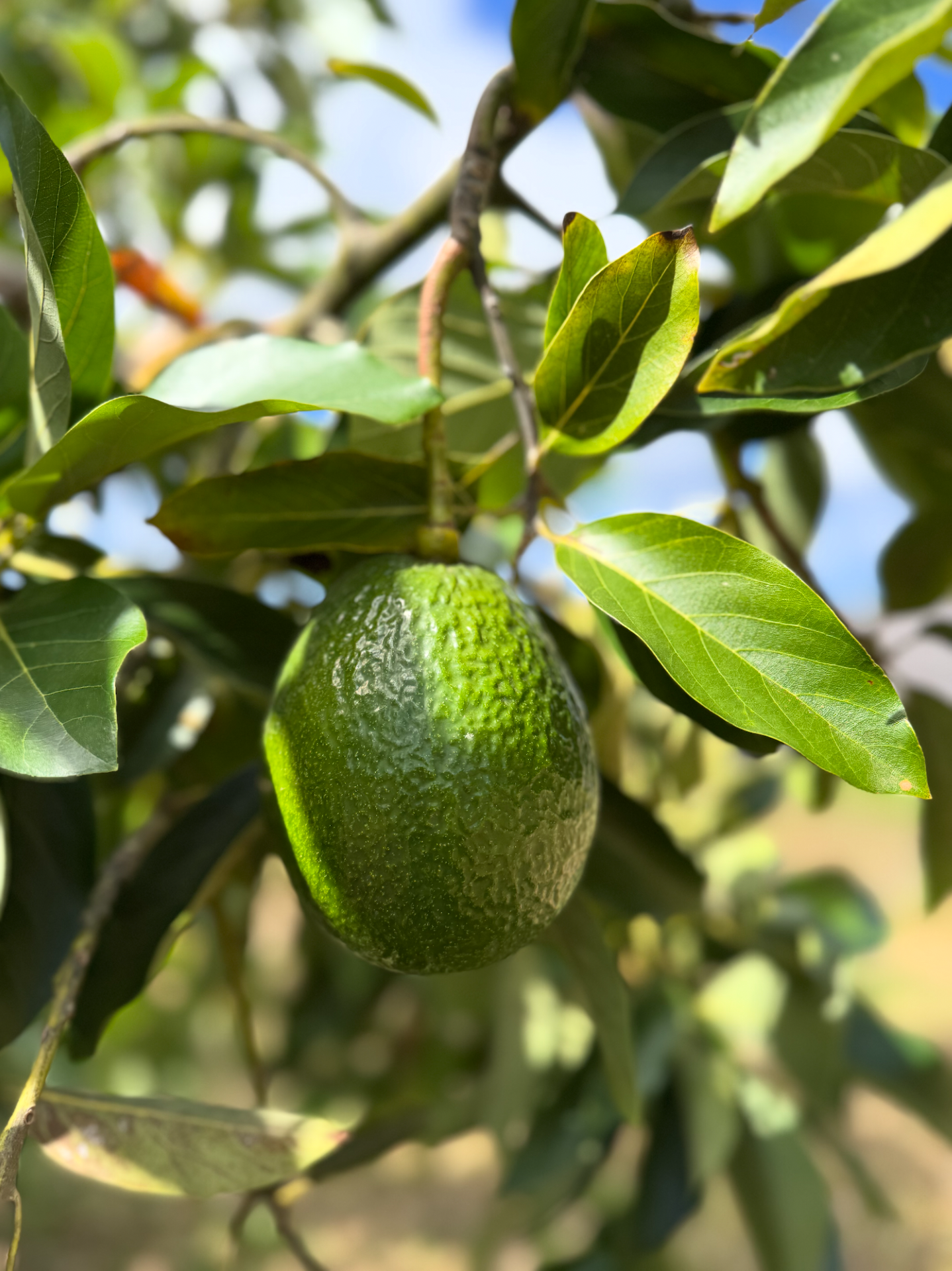 Close-up of a green avocado hanging from a tree branch with green leaves.
