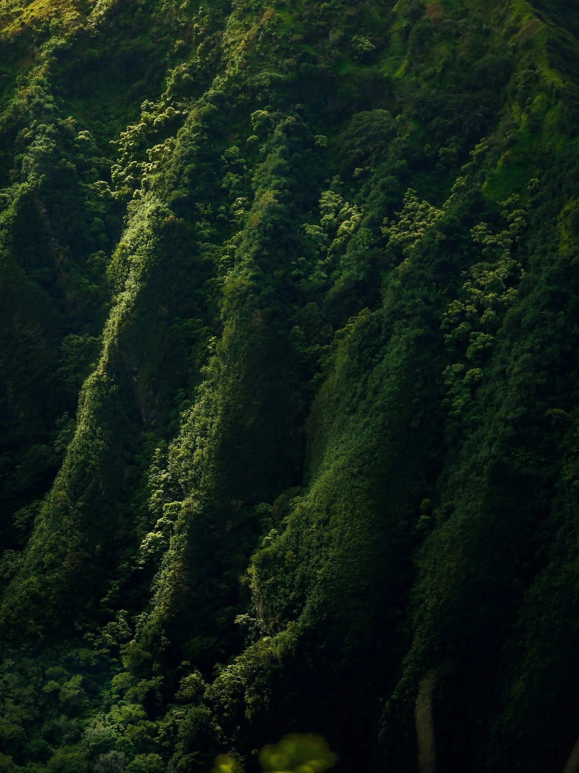 Lush green rainforest on steep mountains with dense vegetation.