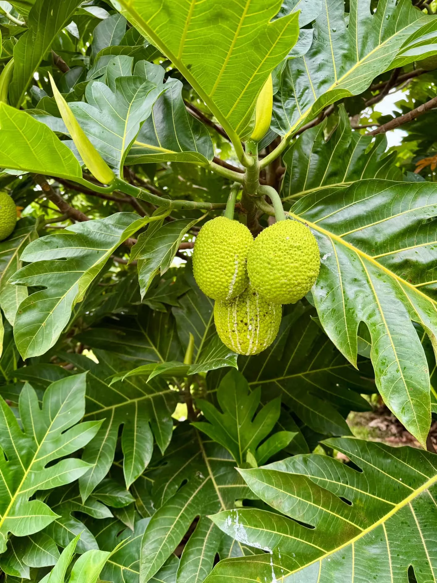Breadfruit from Stargate Farm