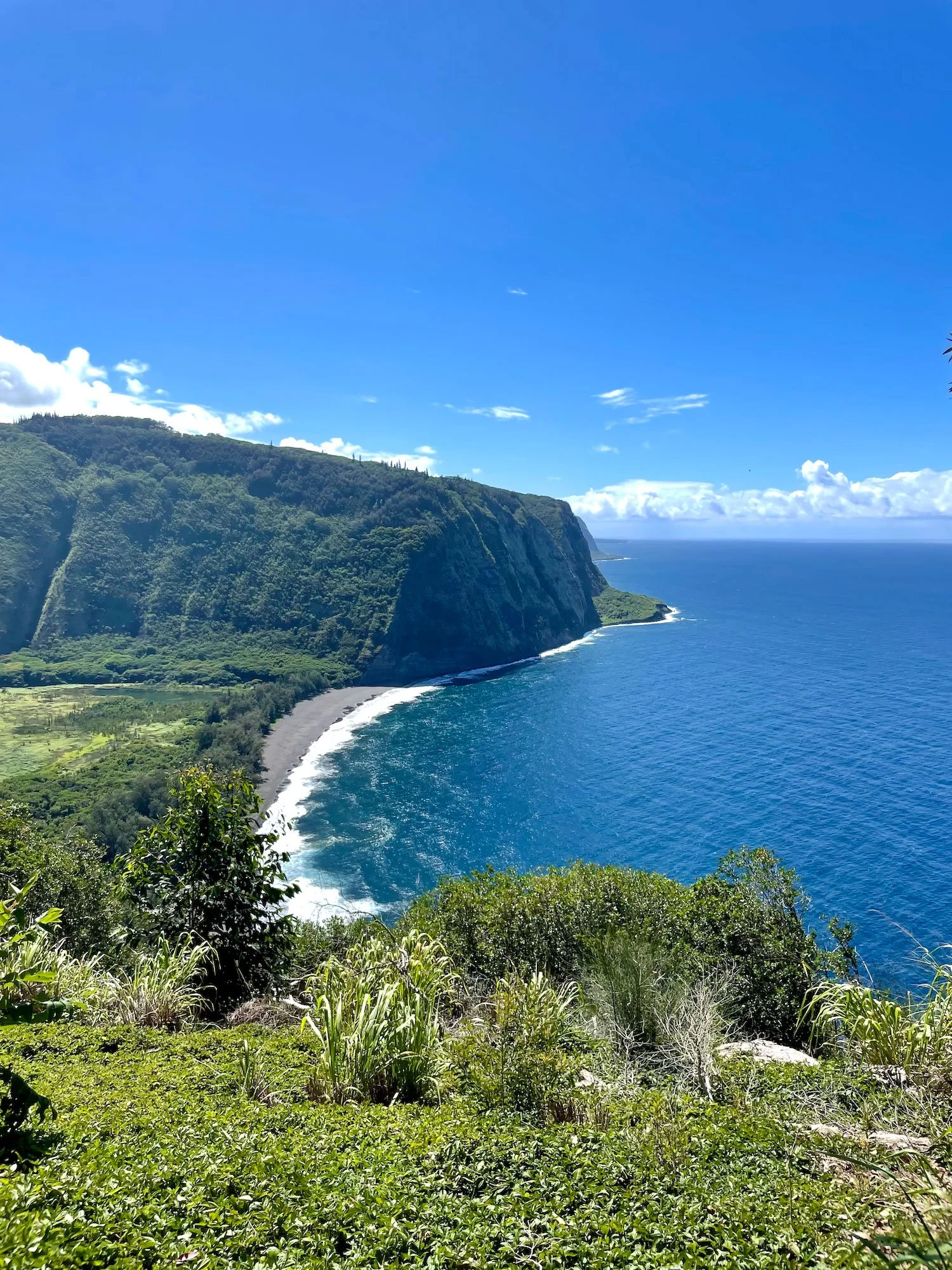 A coastal landscape with lush green vegetation in the foreground, a steep cliffside covered in trees, and blue ocean water with waves crashing onto a small dark sandy beach. The sky is bright blue with a few white clouds.