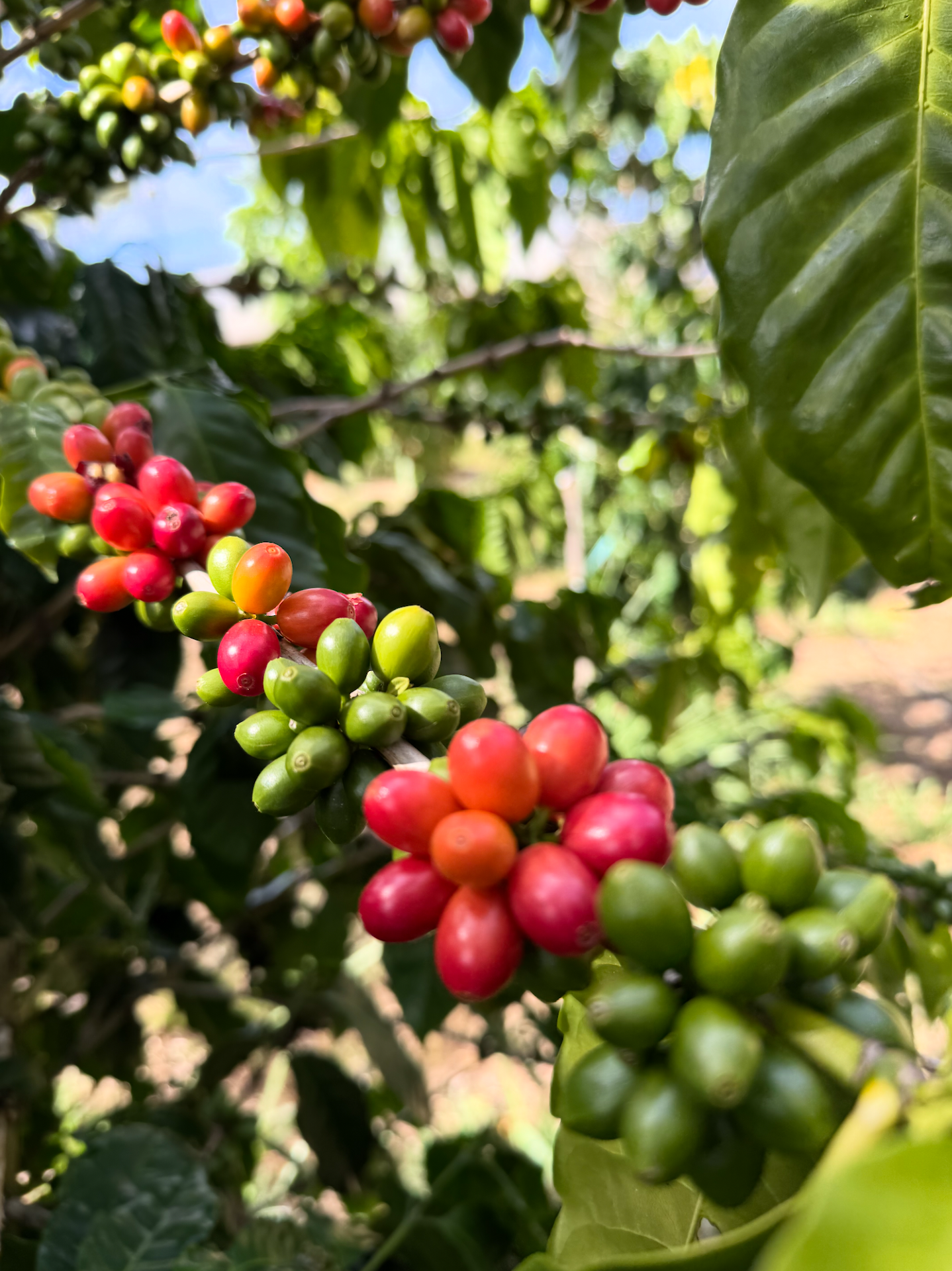 Close-up of ripening coffee cherries on a coffee plant, with some red and green berries among green leaves, under sunlight.