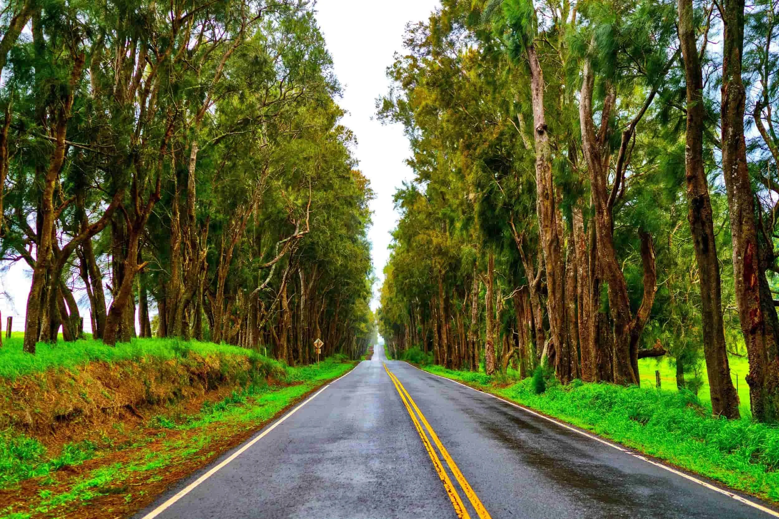 A two-lane road running through a forested area with tall trees on either side, and a small road sign visible in the distance.