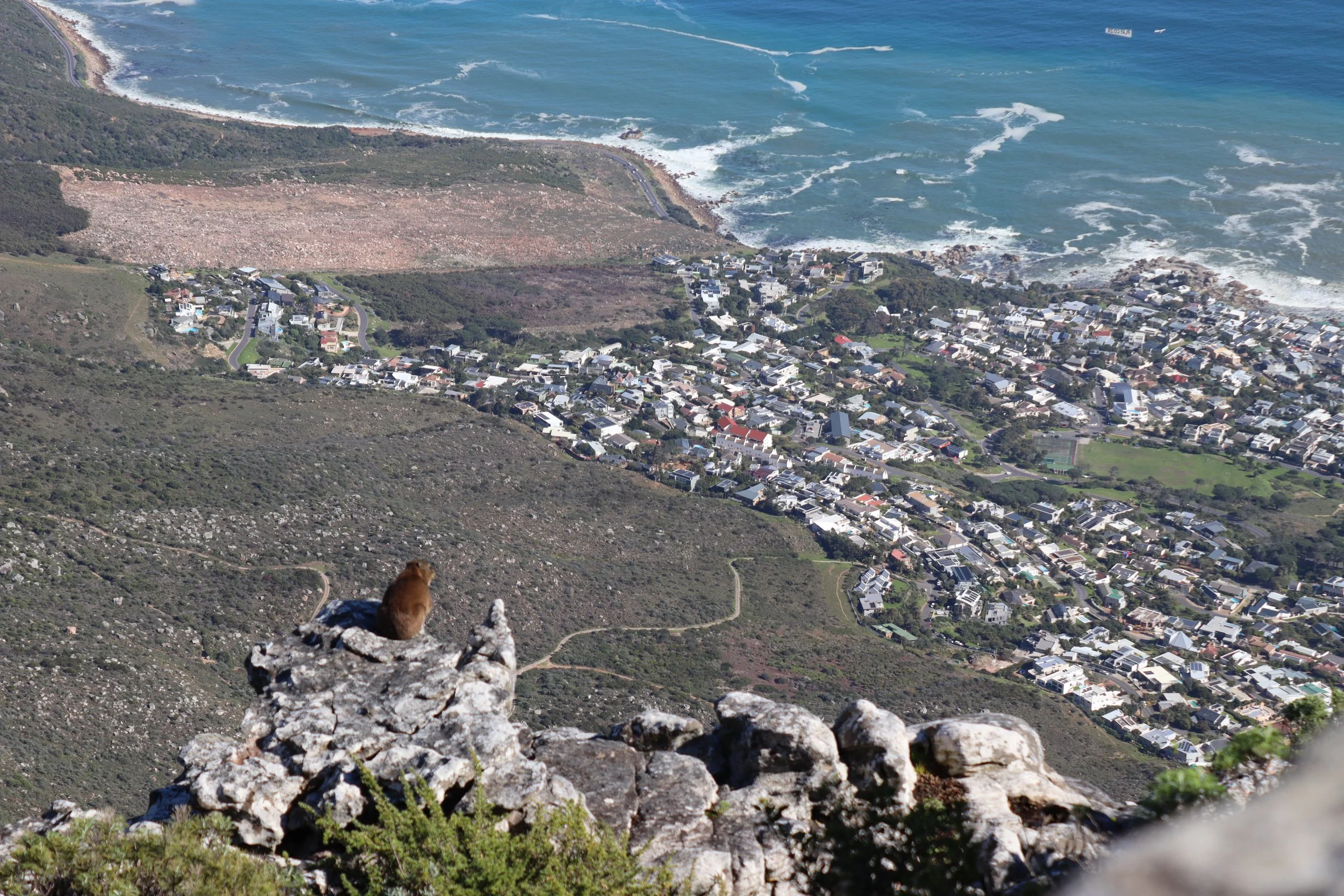 A beaver overlooking an incredible view atop Table Mountain