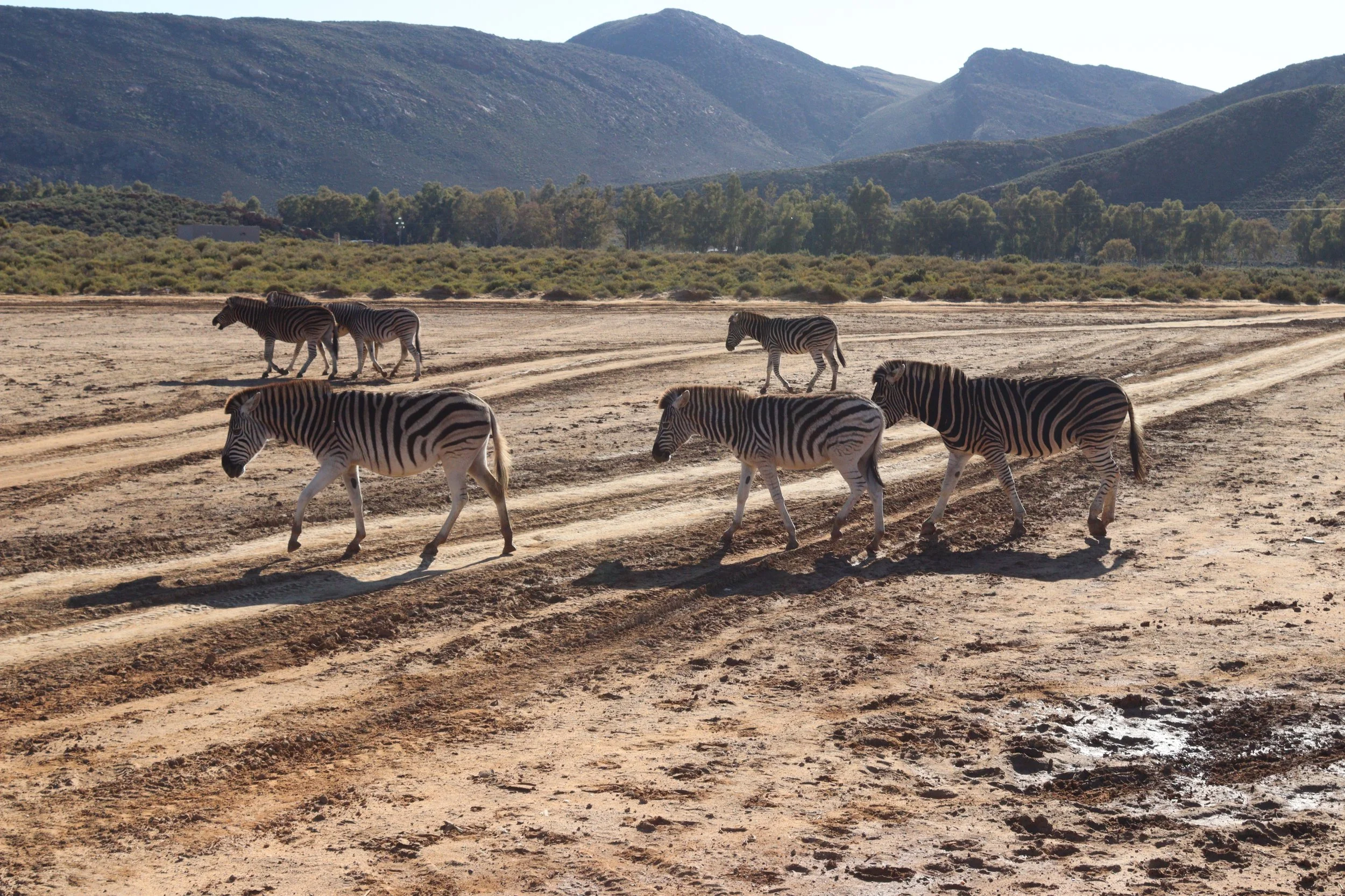 Zebras walking at Aquila Safari