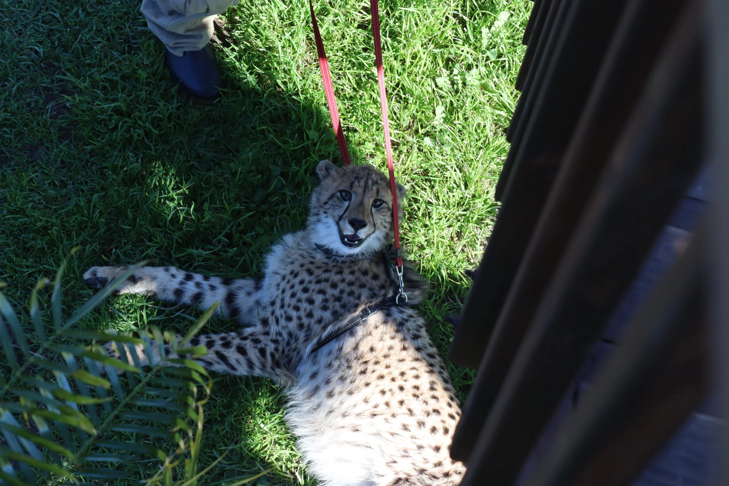 A slightly upset cheetah at the Cheetah Outreach