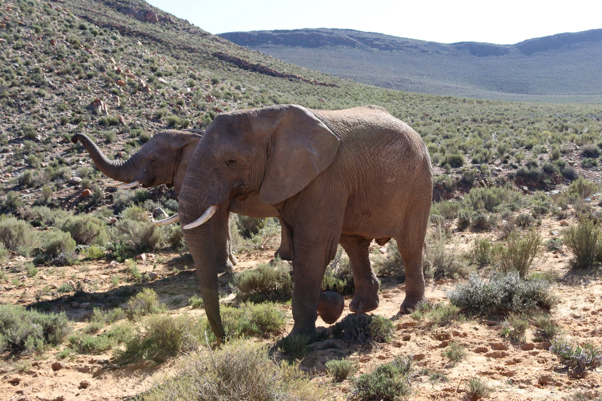 Up-close with an African Elephant