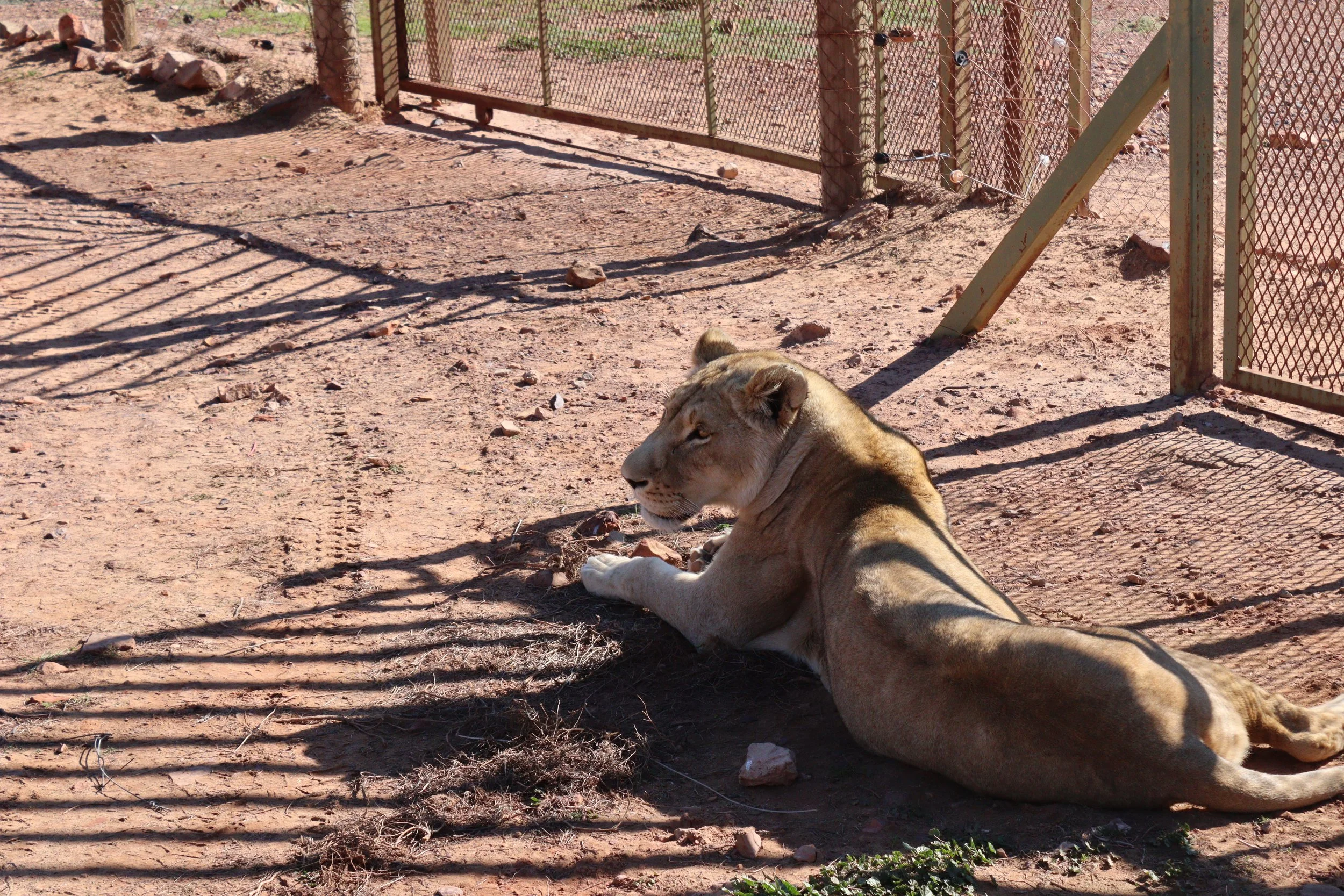 A female lion at Aquila Safari