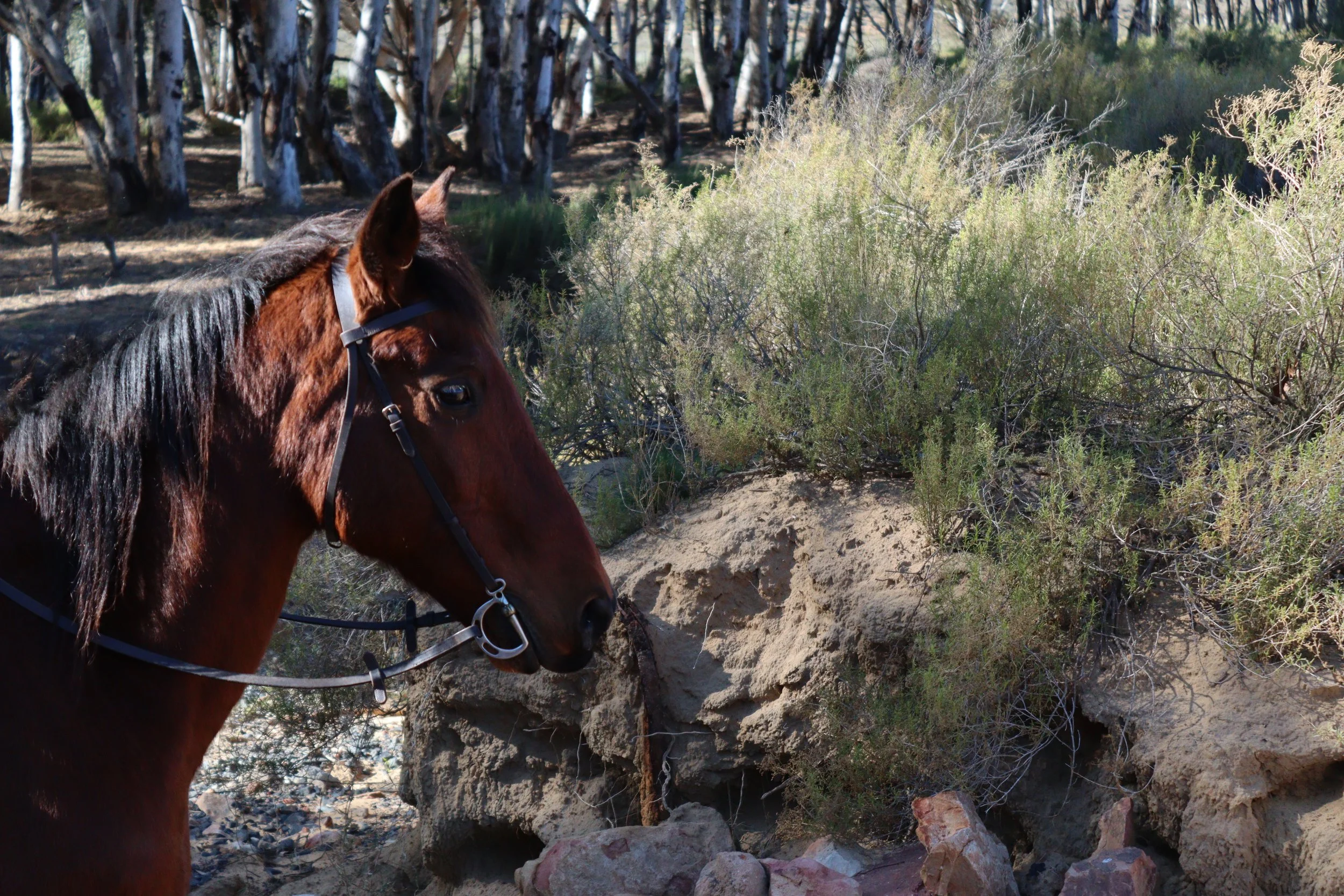 A trotting horse at Aquila.