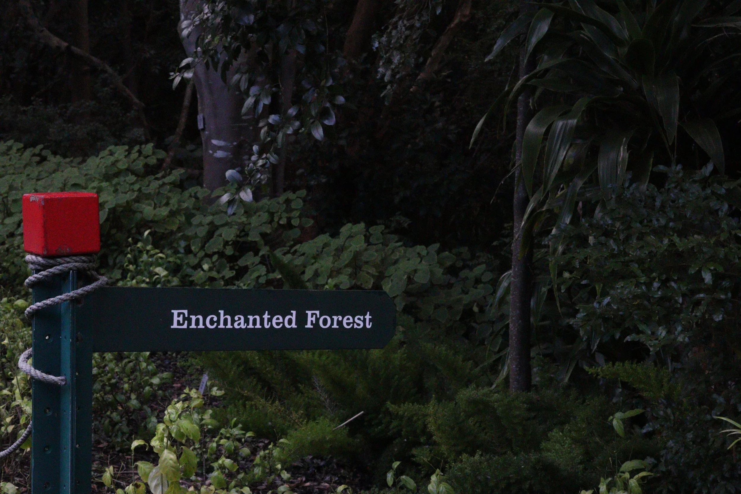 The Enchanted Forest at Kirstenbosch Botanical Garden