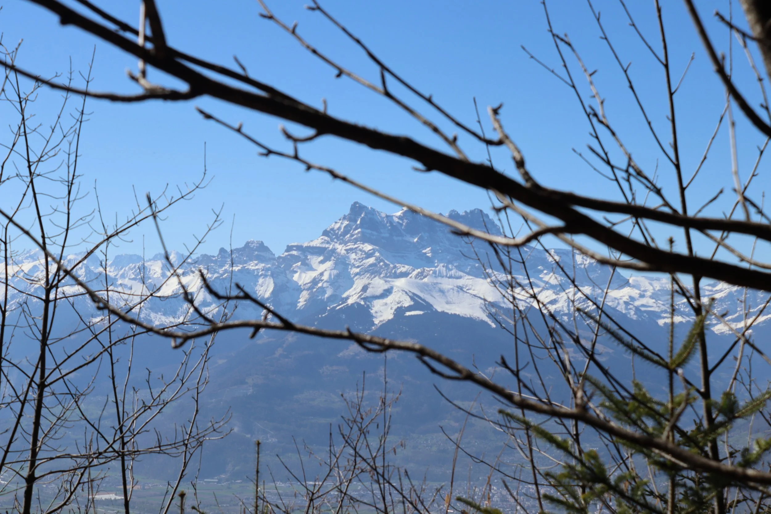 Mountains pictured through the trees in Leysin