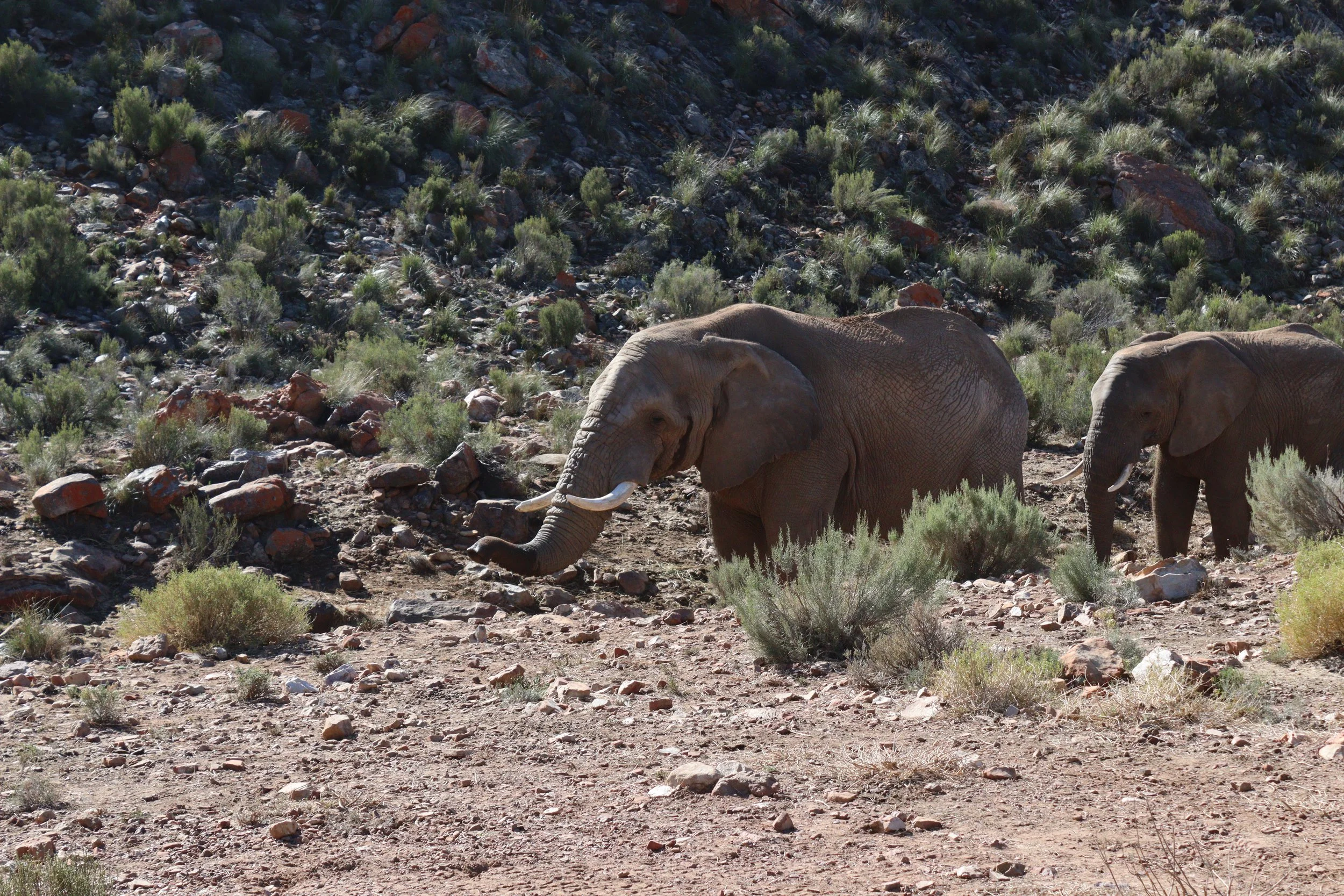 African elephants walking at Aquila Safari
