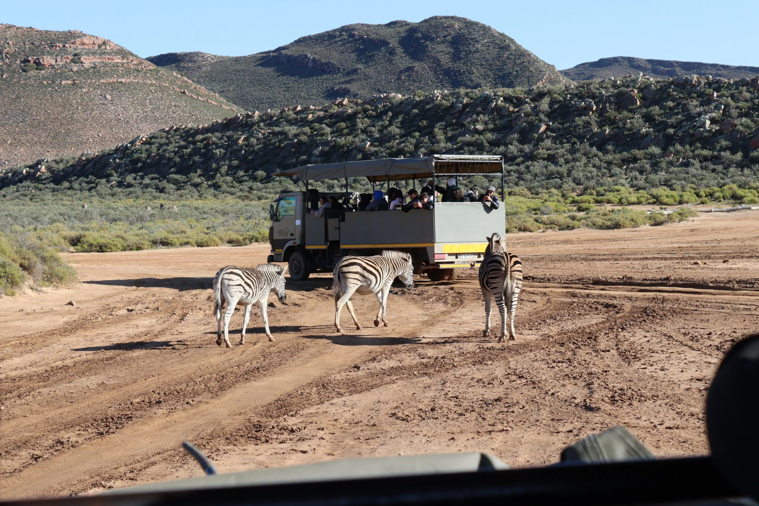 A group of explorers admiring some Zebras.