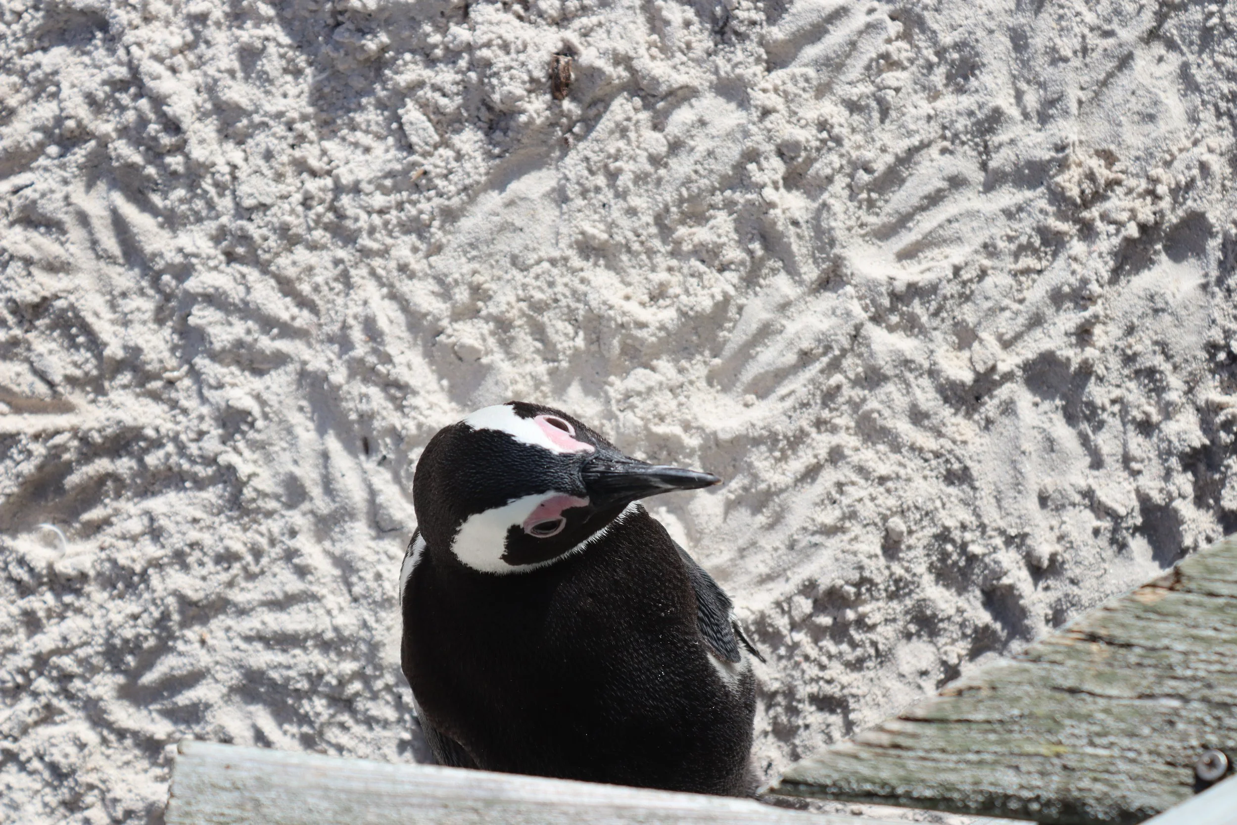 A curious penguin at Boulders Beach