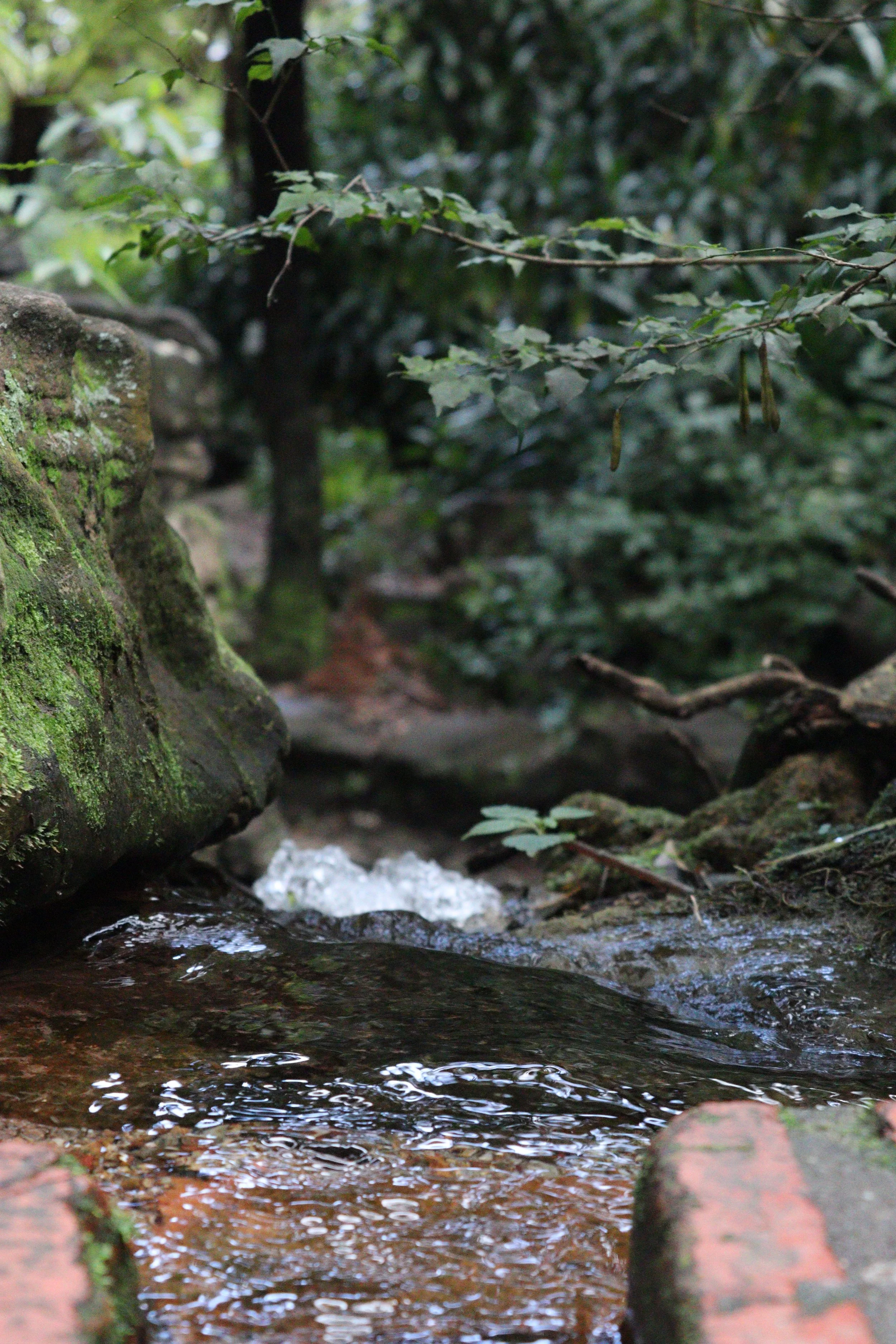 Running water at the Botanical Gardens