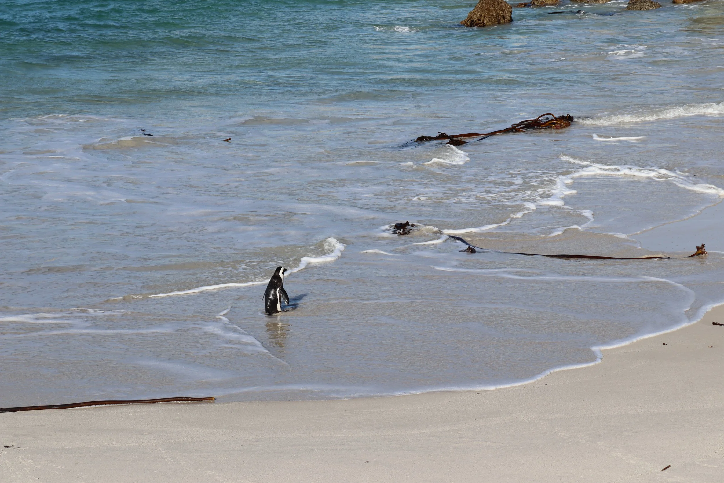 A penguin playing in the water on the beach