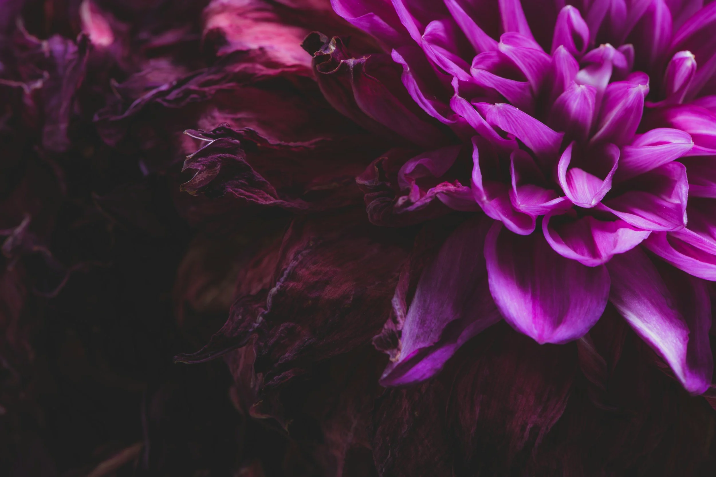 unsplash-image-eWeuSw8HXVA.jpg