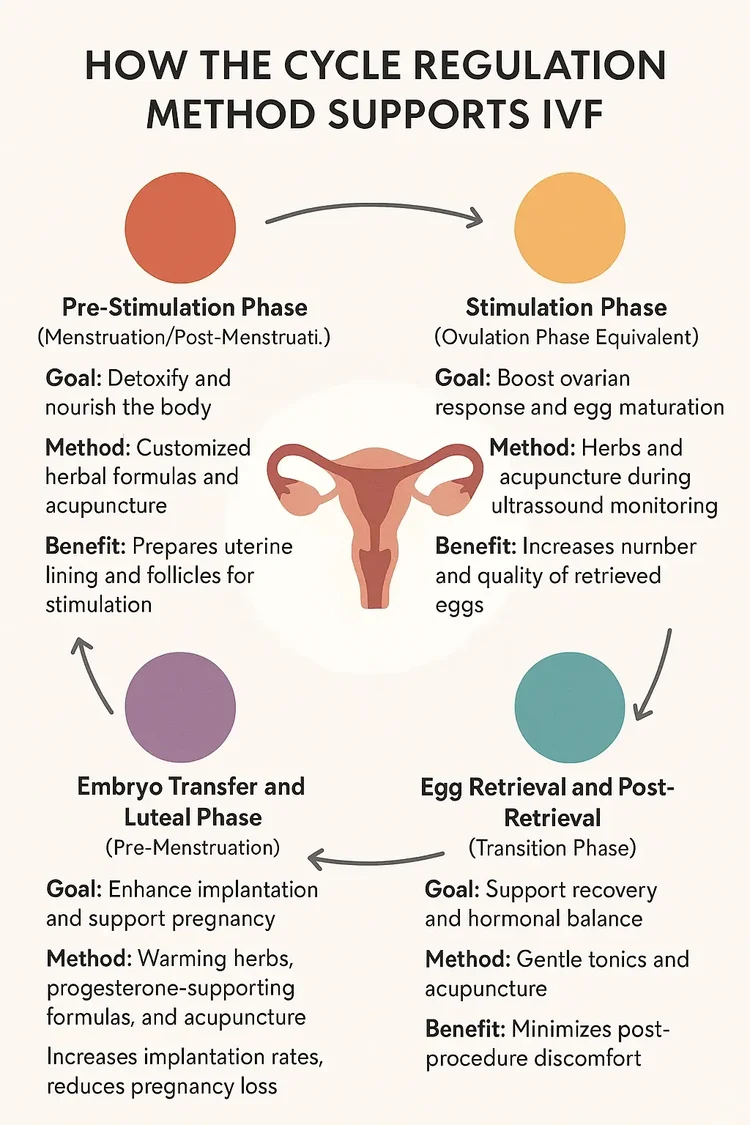 IVF Cycle Diagram
