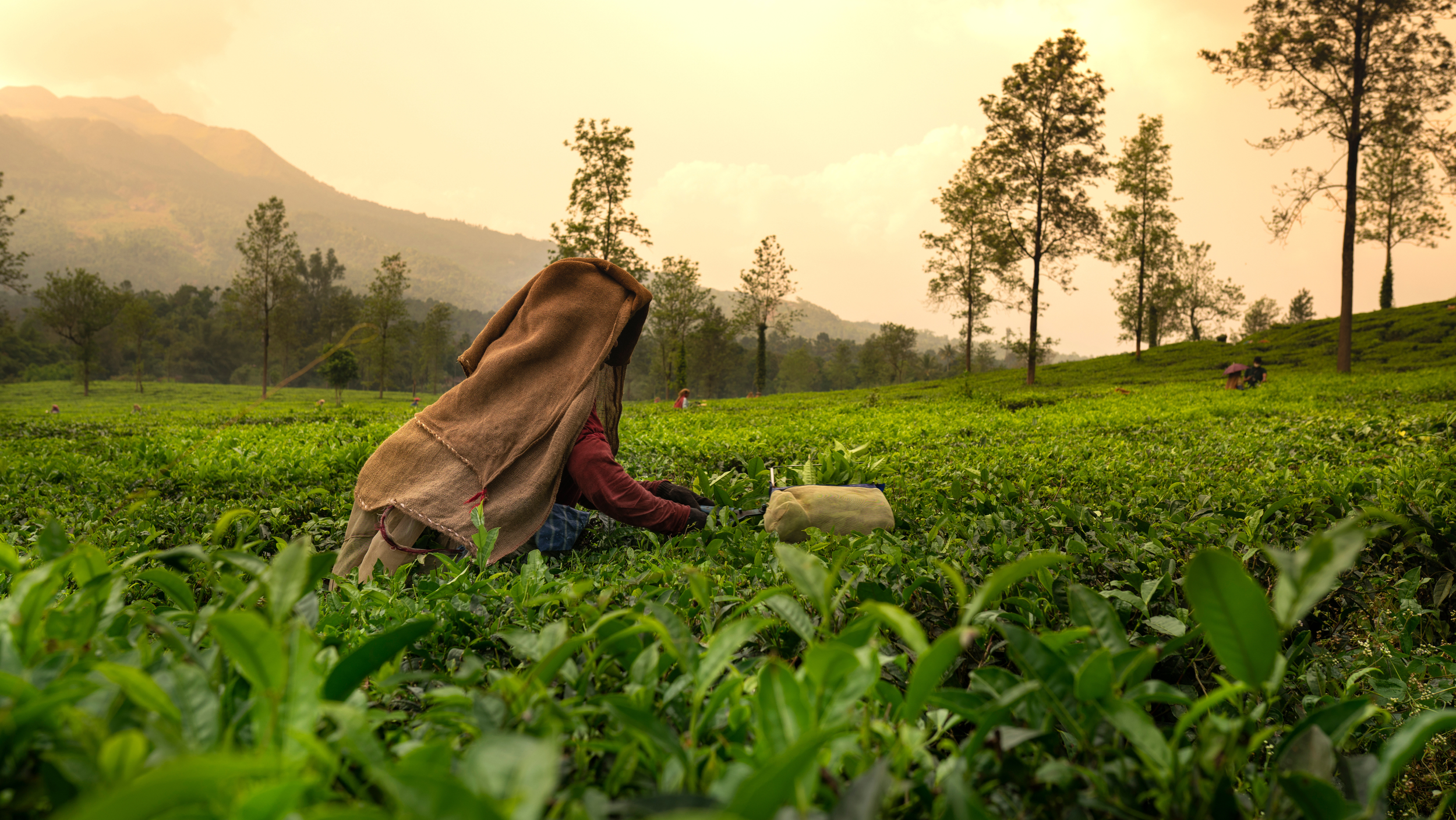 Worker picking tea leaves