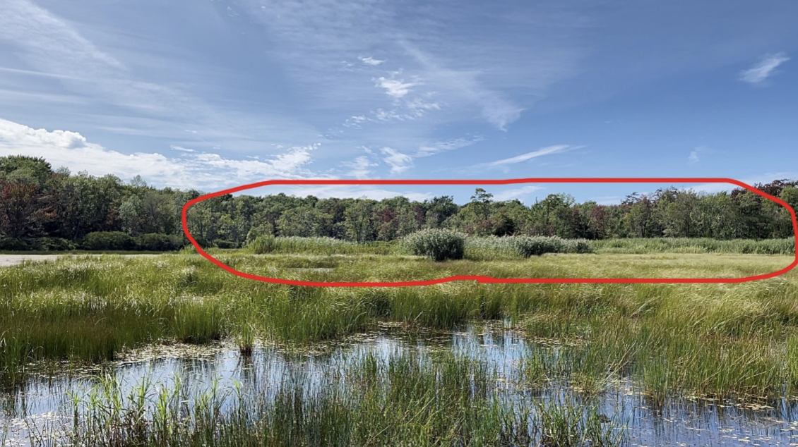 A wetland with tall grasses, a small water body, and a dense forest in the background under a partly cloudy blue sky, outlined with a red oval.