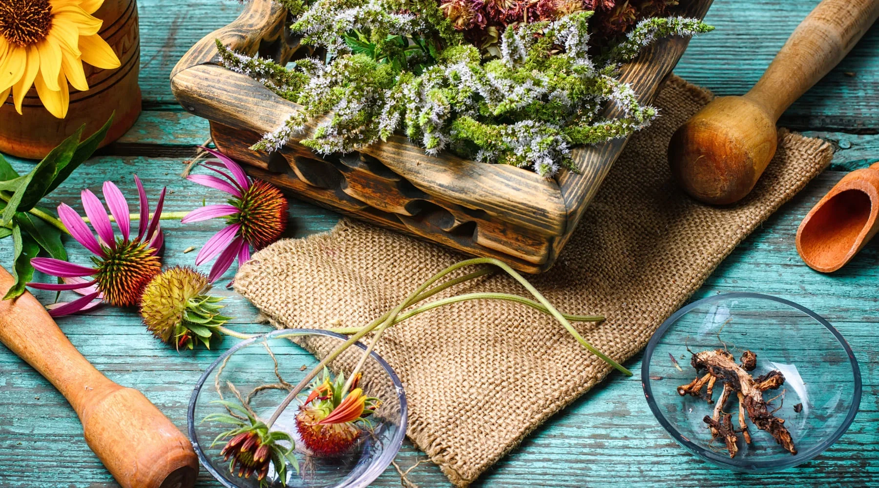 Plantas_medicinales_que_puedes_cultivar_en_tu_jardin_c50fa057-4a33-4847-a7dc-c598e44d33a1_1800x.jpg.webp