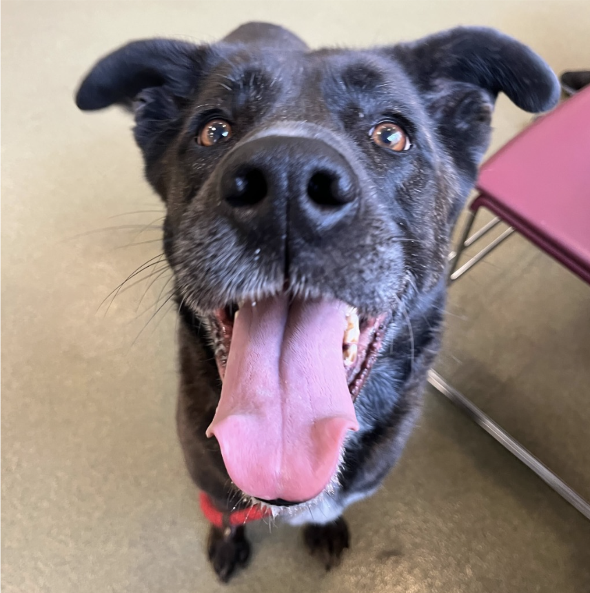 Maze Anti-Cruelty Society Chicago