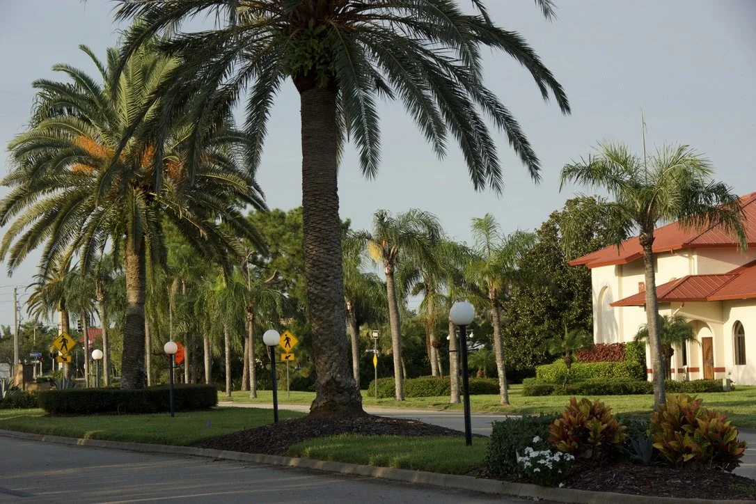 Lots of Palm Trees