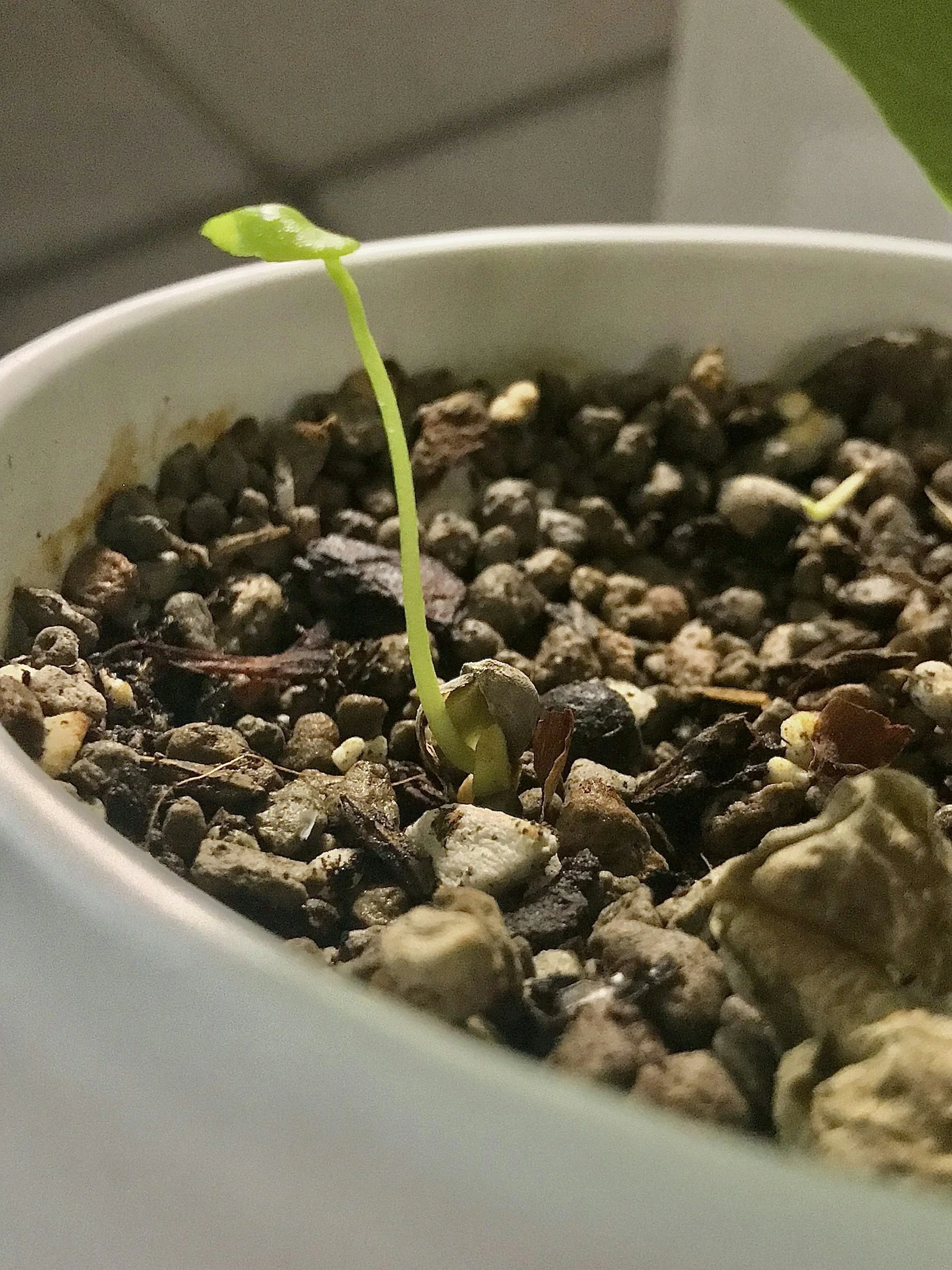 The First Seed (Where it All Begins).jpg