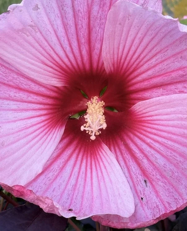 Close-up of a pink hibiscus flower with prominent stamen in the center
