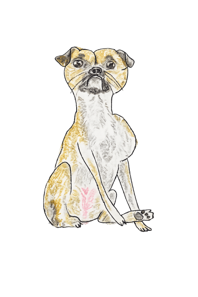 A watercolor sketch of a dog with a light brown and white coat sitting with its mouth slightly open and ears flopped down.