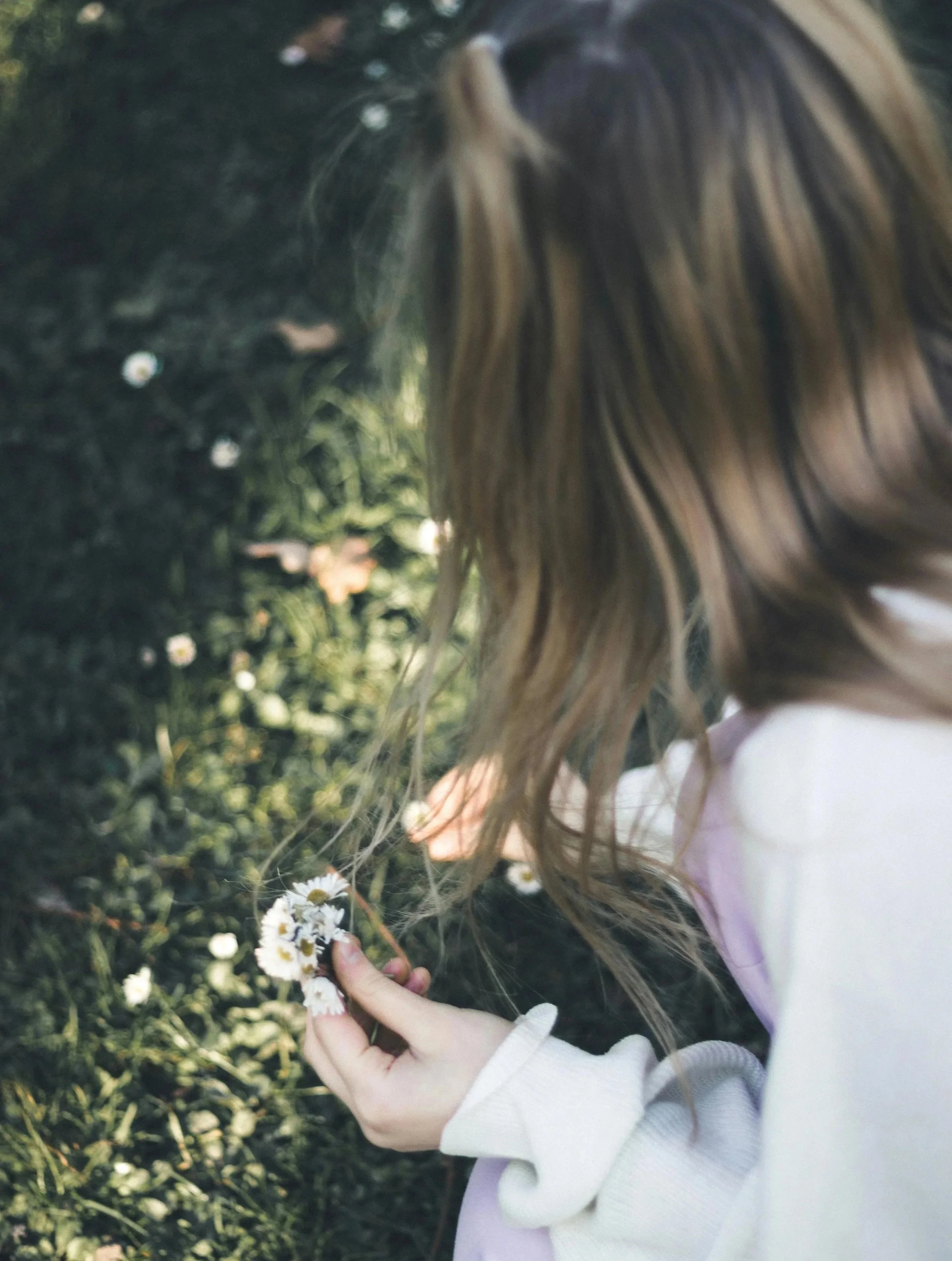 individual with long dark blong hair picking small white flowers with yellow centers. They are wearing a white sweater and we only see the back of their head and the grassy background.