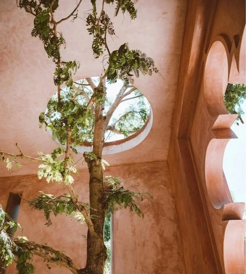 a tree in a reddish brown room growing through a circular hole in the ceiling