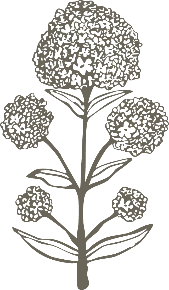 Line drawing of a flowering plant with five large, round flower clusters and elongated leaves.
