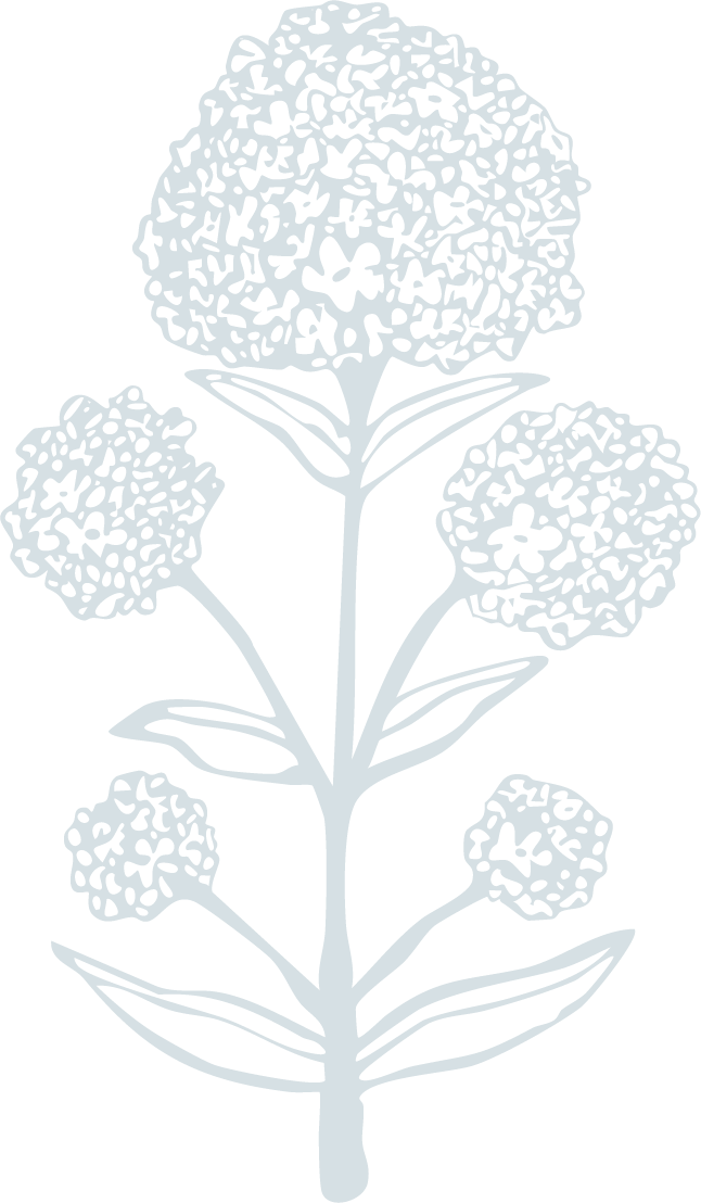 A line drawing of a plant with five rounded flower clusters and elongated leaves.