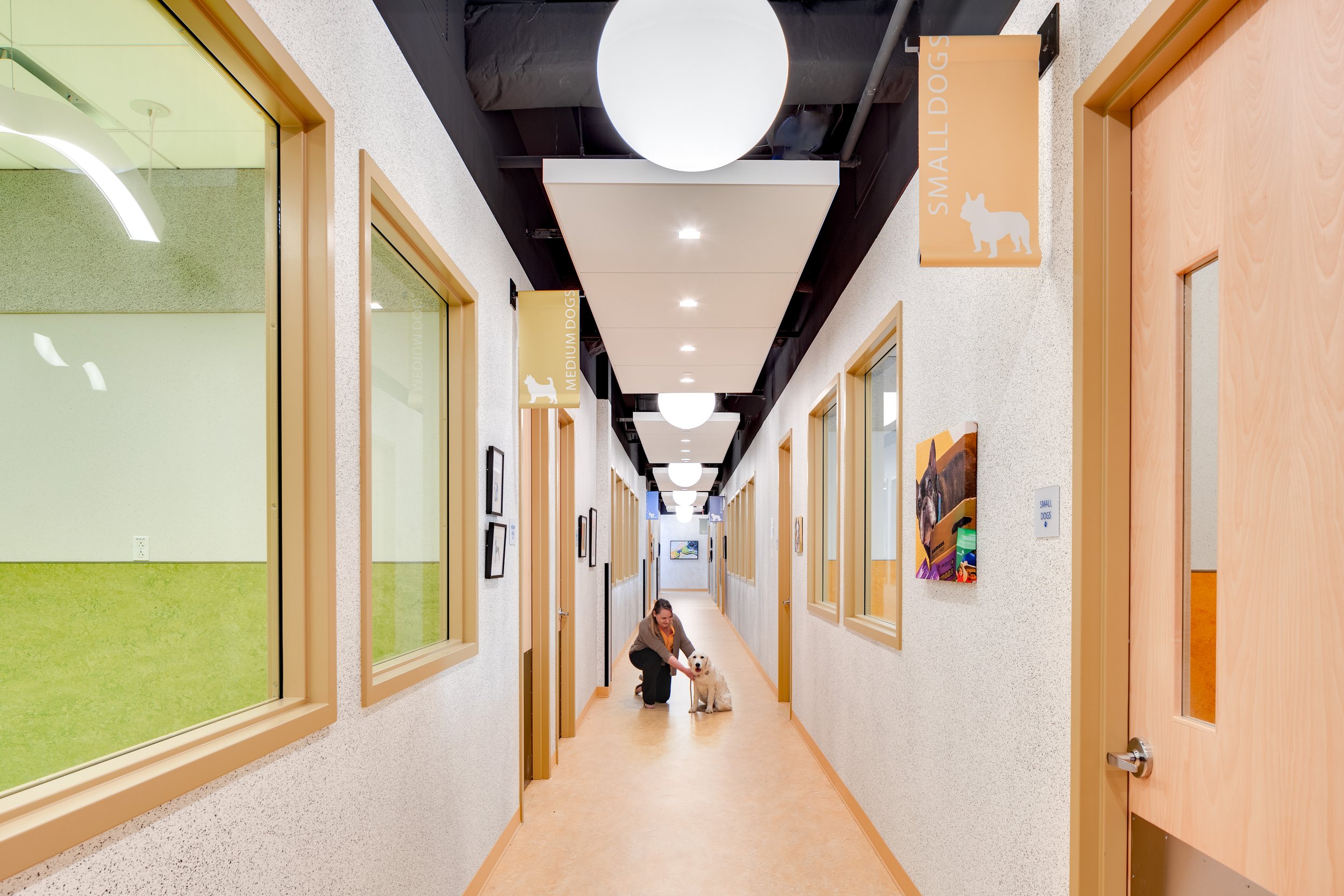 mvp corridor with dog