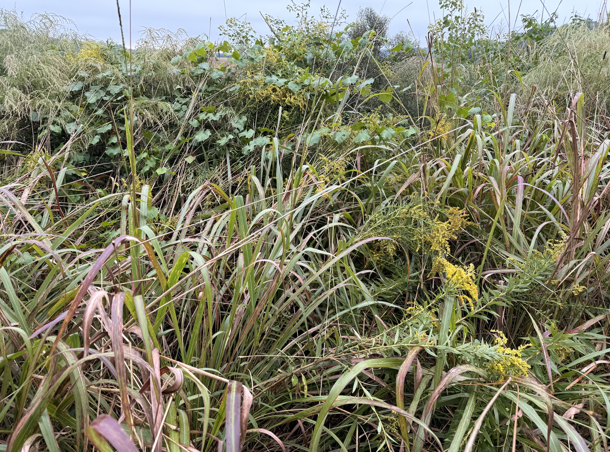 Screenshot 2025-10-19 at 8.06.17 PM.png