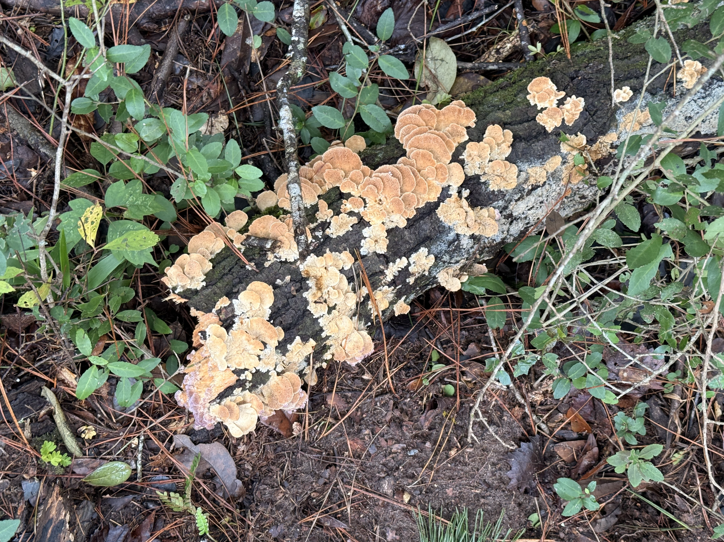 Screenshot 2025-10-19 at 8.05.13 PM.png