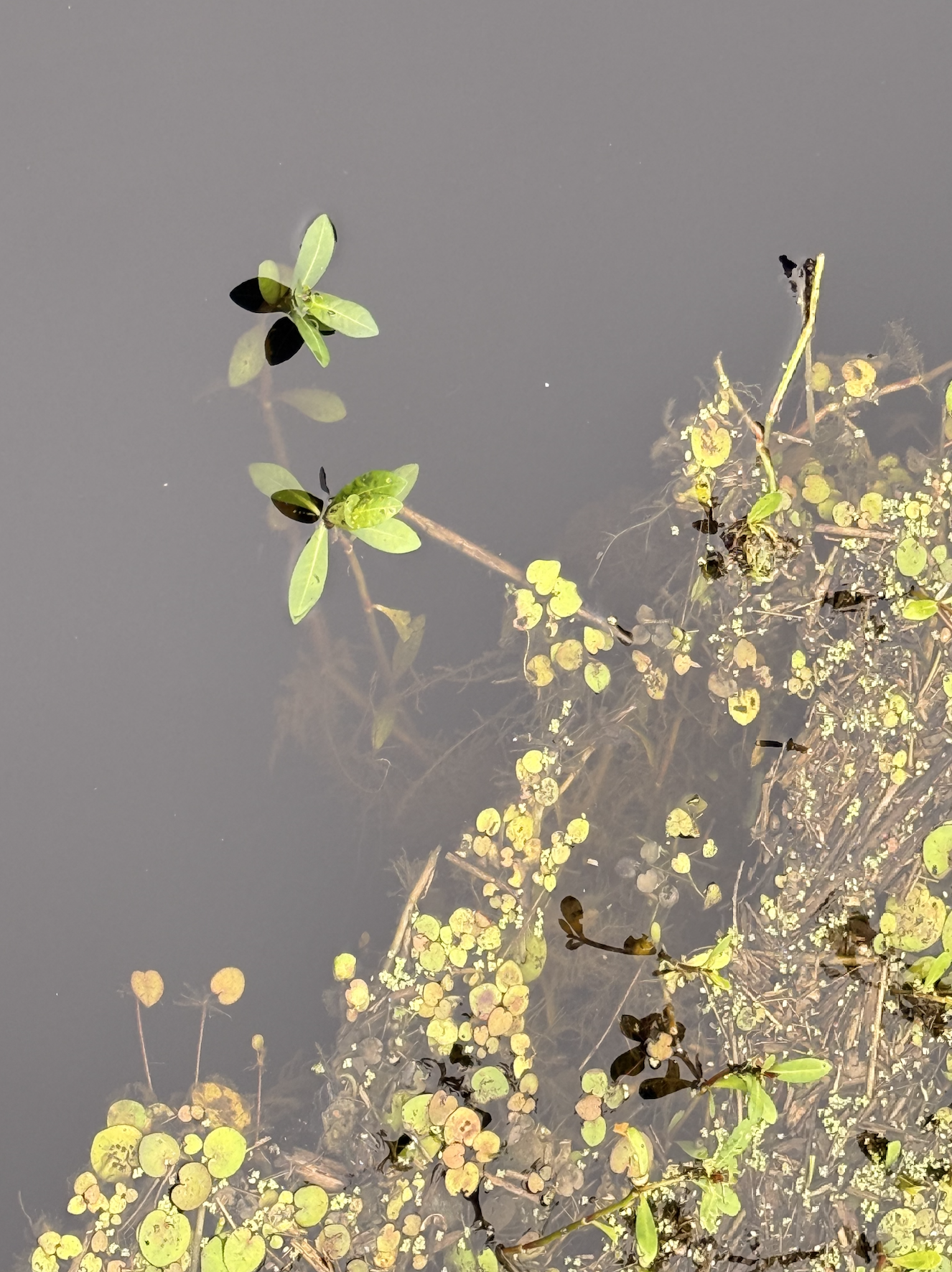 Screenshot 2025-10-19 at 8.05.39 PM.png