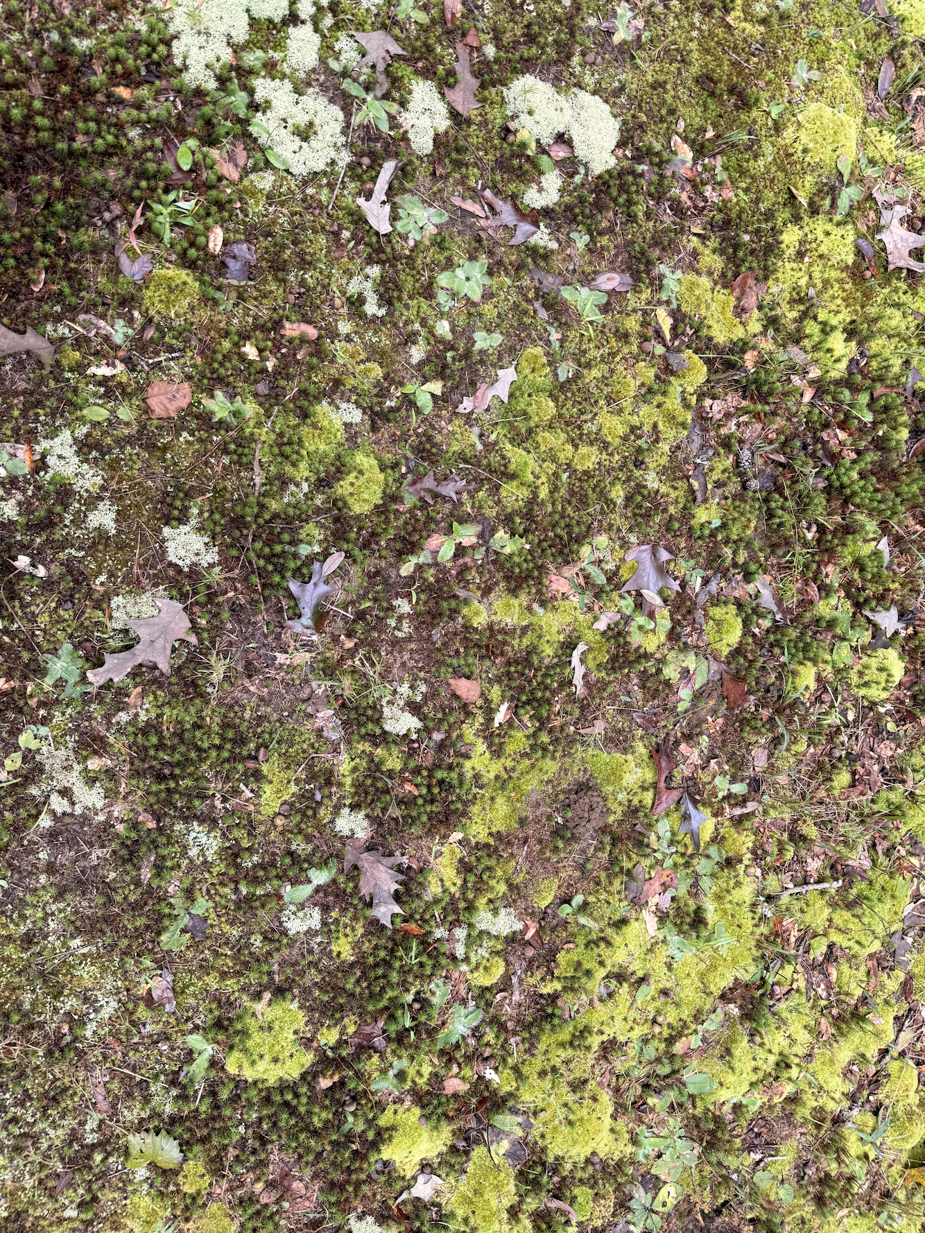 Screenshot 2025-10-19 at 8.04.37 PM.png