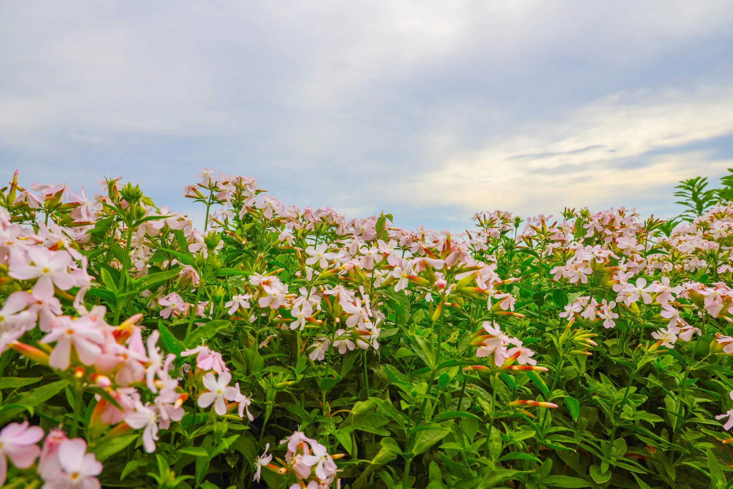 A field of pink and white flowers under a cloudy sky.