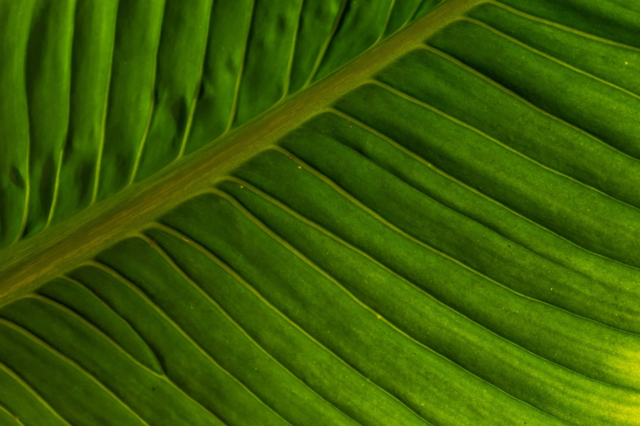 Close-up of a green palm leaf with detailed veins.