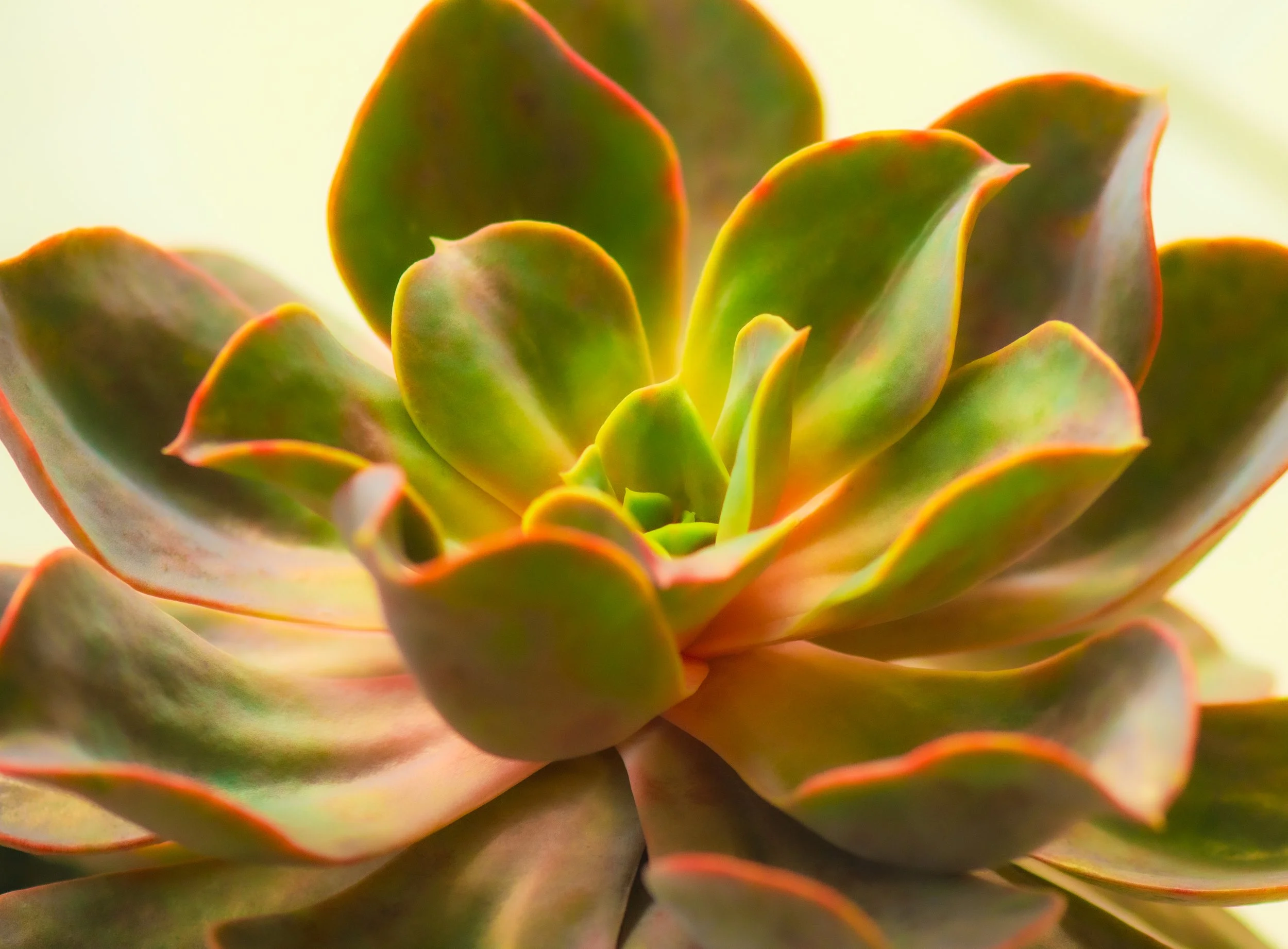 Close-up of a green succulent plant with reddish edges on its leaves, against a softly blurred background.