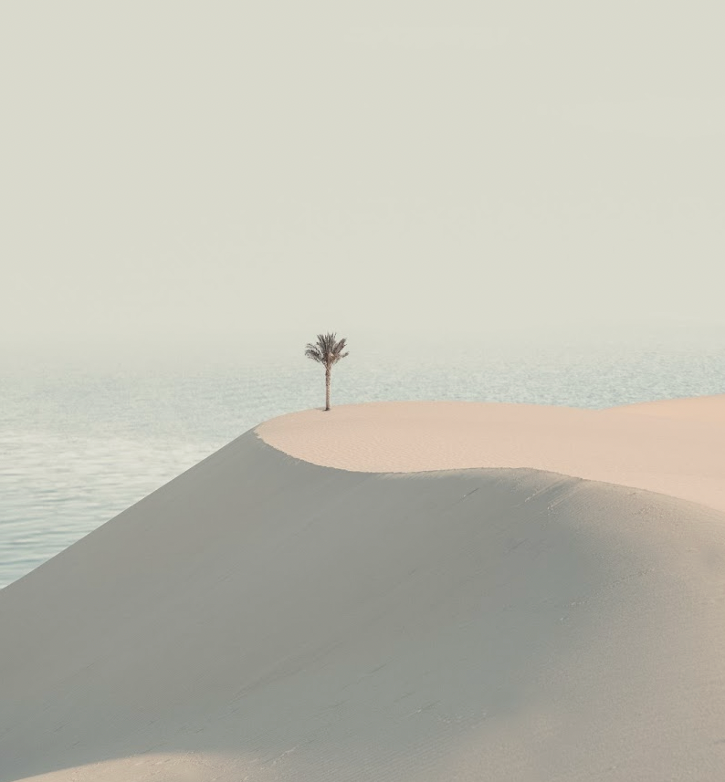 Desert sand with single palm tree