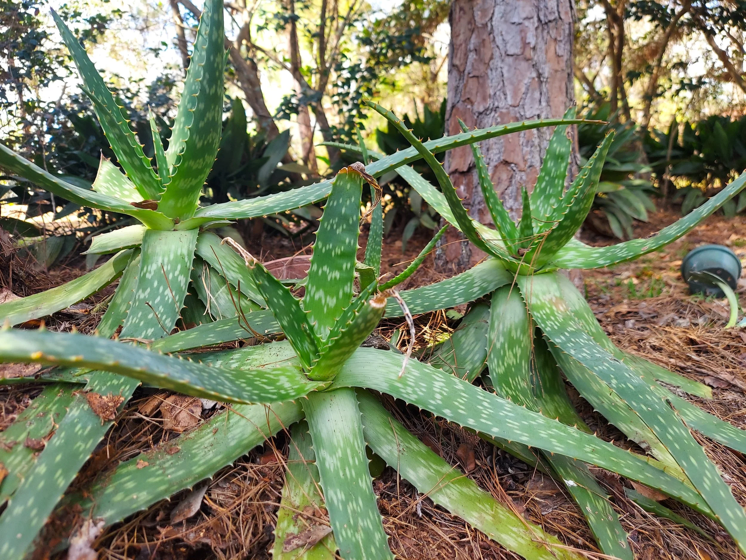 aloe 1.jpg