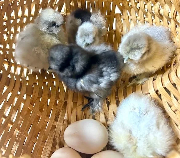 chicks 2.jpg