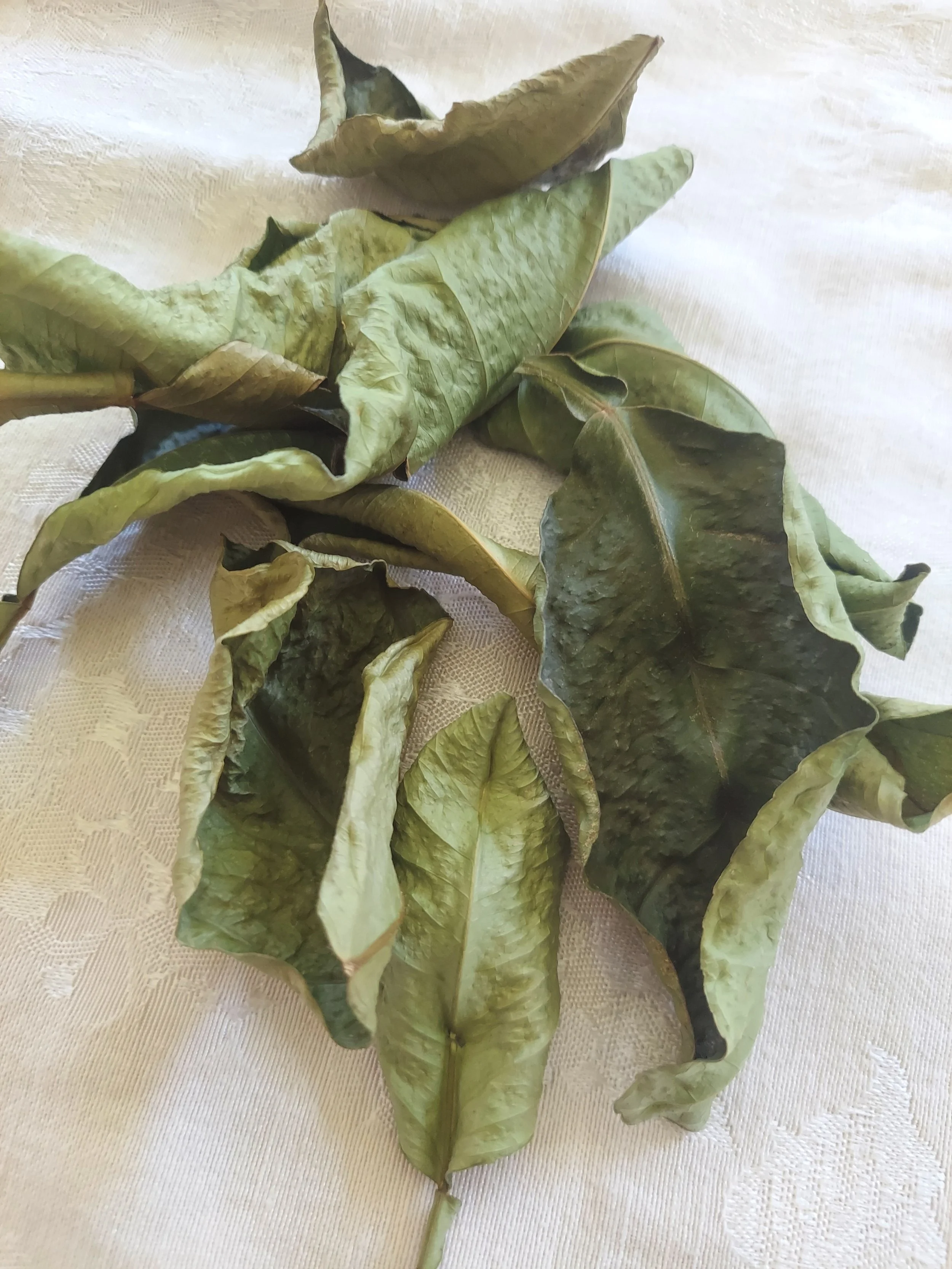 pom leaves 2.jpg