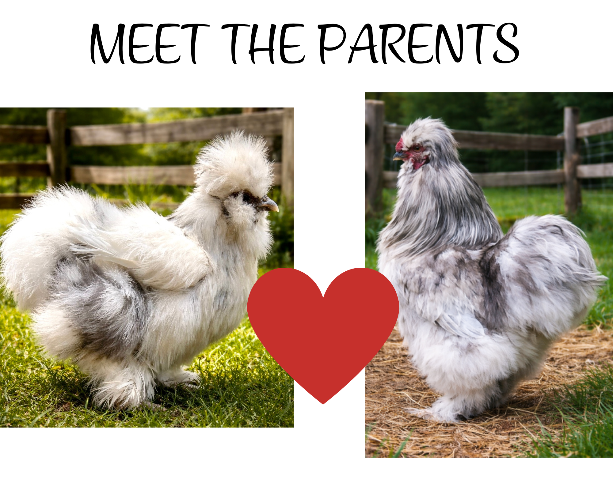 Meet the Parents.png