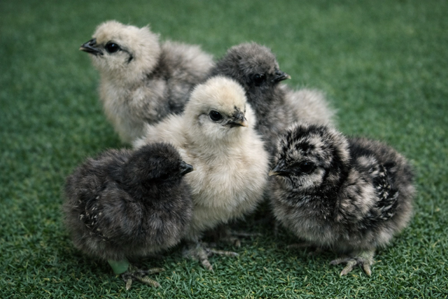 Silkie and Satin Hatching Eggs