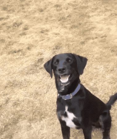 Black dog with white chest standing on a grassy field, looking at the camera with a happy expression.