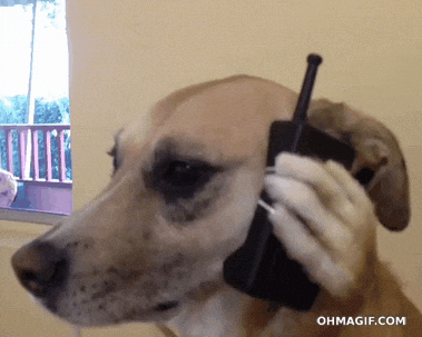 Dog holding a phone to its ear with its paw