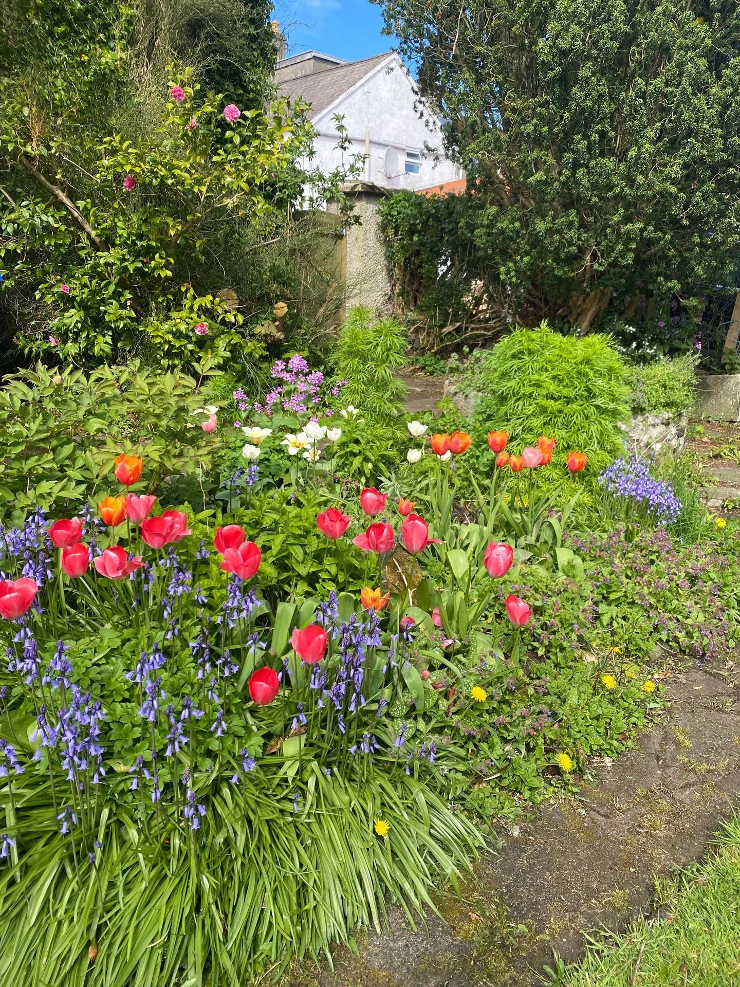 Garden ✨